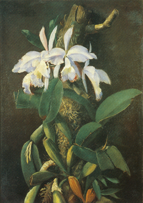 Orquideas